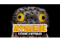 Муравьиные ванны – гигиена прежде всего Муравьиные ванны – гигиена прежде всего