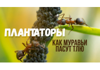 Ковбои с мандибулами — муравьи и тля Ковбои с мандибулами — муравьи и тля