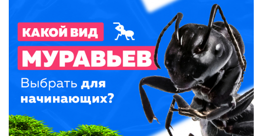 Какой вид муравьев подойдет для новичков?
