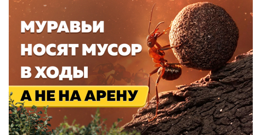 Муравьи-грязнули: почему насекомые складируют песок и мусор в ходах формикария