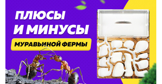 Муравьиная ферма: плюсы и минусы формикария