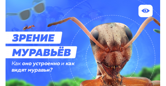 Что могут видеть муравьи и как устроено их зрение